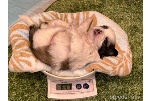 成約済の愛知県のシーズー-309433の18枚目