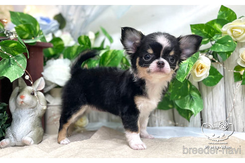 成約済の愛知県のチワワ(ロングコート)-312322の2枚目