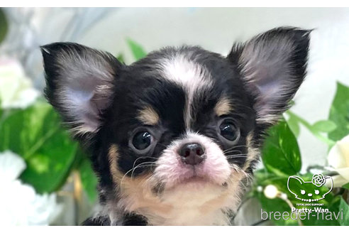 成約済の愛知県のチワワ(ロングコート)-312322の1枚目