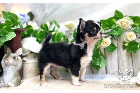 成約済の愛知県のチワワ(ロングコート)-312322の3枚目