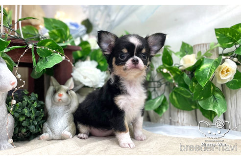 成約済の愛知県のチワワ(ロングコート)-312322の4枚目