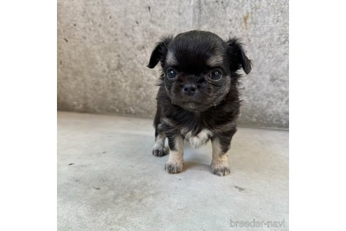 成約済の山梨県のチワワ(ロングコート)-308112の10枚目