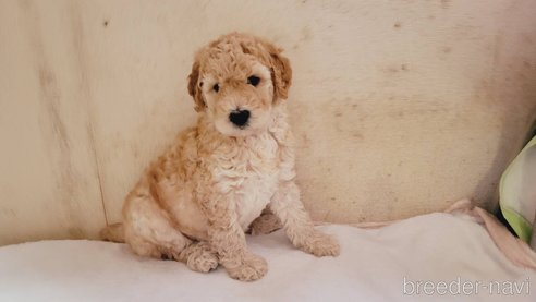 成約済の滋賀県のスタンダードプードル-312361の3枚目