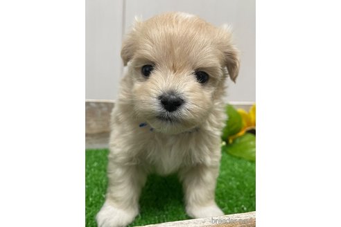 成約済の滋賀県のマルプー:マルチーズ×トイプードル-308799の4枚目