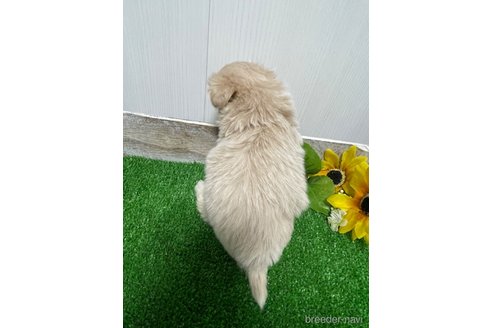 成約済の滋賀県のマルプー:マルチーズ×トイプードル-308799の2枚目