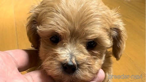 成約済の福岡県のマルプー:マルチーズ×トイプードル-312373の1枚目