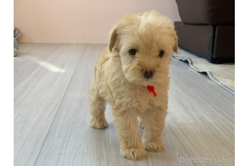 成約済の滋賀県のミックス犬-310112の5枚目