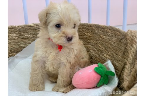成約済の滋賀県のミックス犬-310112の4枚目
