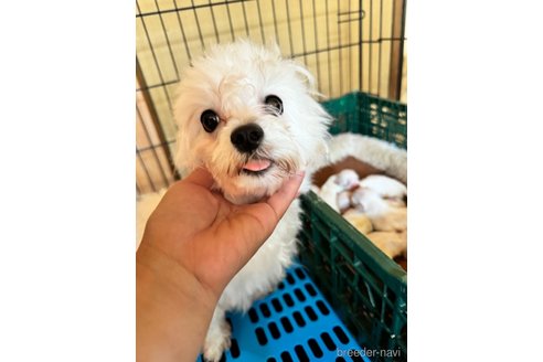 華ちゃん1枚目