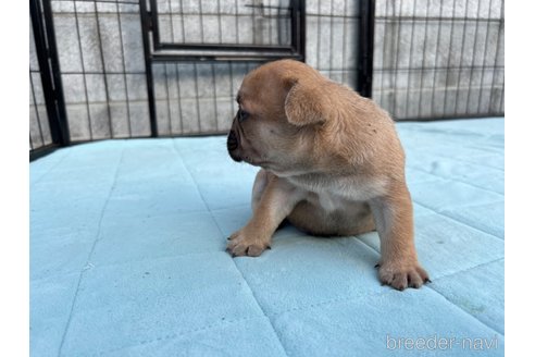 成約済の茨城県のフレンチブルドッグ-312386の3枚目