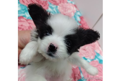 成約済の千葉県のパピヨン-308783の9枚目
