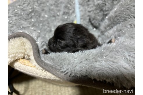 成約済の千葉県のポメラニアン-314121の13枚目