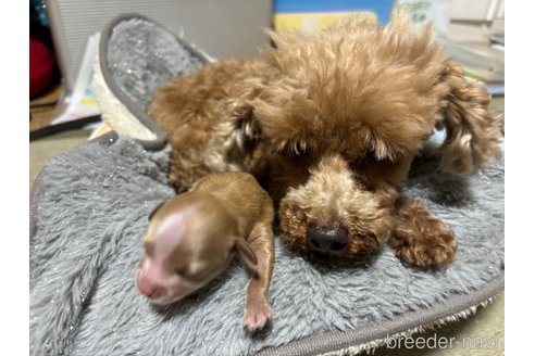 成約済の千葉県のチワプー:チワワ×トイプードル-314120の8枚目