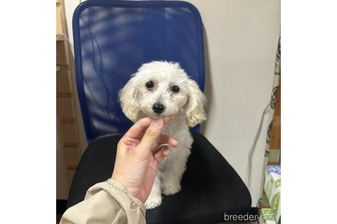 成約済の愛知県のティーカッププードル-293320の2枚目