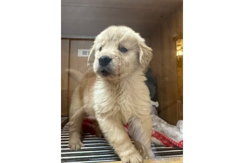 成約済の愛知県のゴールデンレトリーバー-306195の4枚目