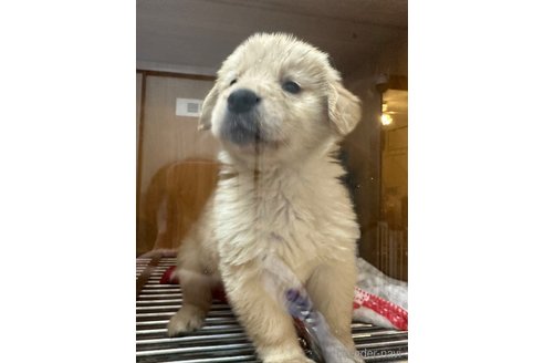 成約済の愛知県のゴールデンレトリーバー-306195の3枚目