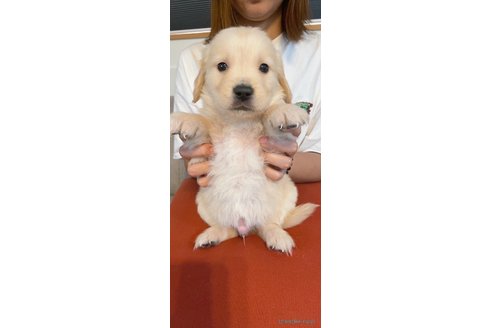 成約済の岡山県のゴールデンレトリーバー-312442の1枚目