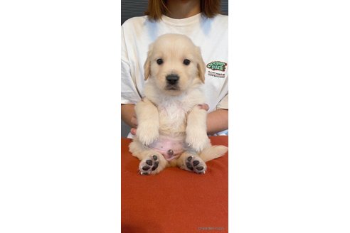成約済の岡山県のゴールデンレトリーバー-312442の4枚目