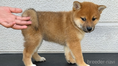 成約済の三重県の柴犬-312482の5枚目