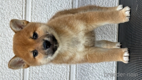 成約済の三重県の柴犬-312482の4枚目