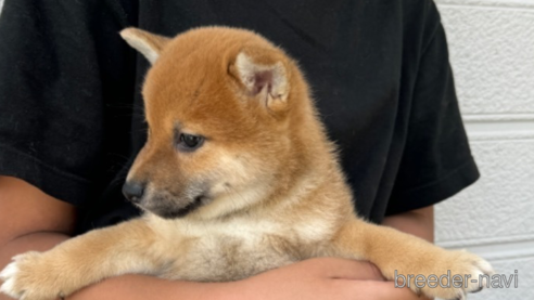 成約済の三重県の柴犬-312482の3枚目