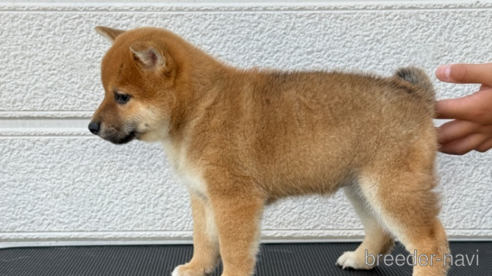 成約済の三重県の柴犬-312482の2枚目