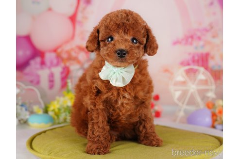 成約済の東京都のトイプードル-312485の1枚目