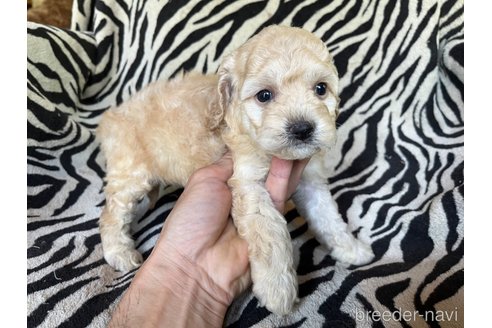 商談中の茨城県のコッカプー:アメリカンコッカースパニエル×トイプードル-312498の6枚目