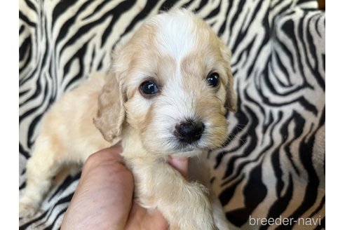 商談中の茨城県のコッカプー:アメリカンコッカースパニエル×トイプードル-312502の5枚目