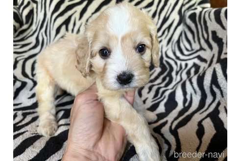 商談中の茨城県のコッカプー:アメリカンコッカースパニエル×トイプードル-312502の7枚目