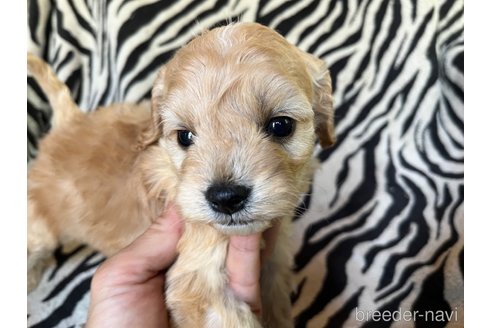 成約済の茨城県のコッカプー:アメリカンコッカースパニエル×トイプードル-312504の5枚目