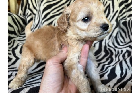 成約済の茨城県のコッカプー:アメリカンコッカースパニエル×トイプードル-312504の8枚目