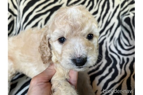 成約済の茨城県のコッカプー:アメリカンコッカースパニエル×トイプードル-312505の9枚目