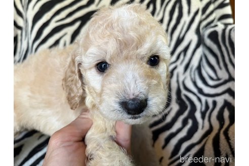 成約済の茨城県のコッカプー:アメリカンコッカースパニエル×トイプードル-312505の10枚目