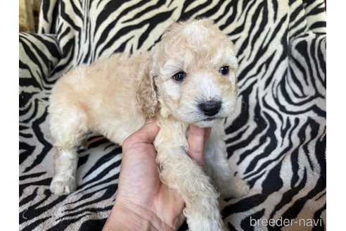 成約済の茨城県のコッカプー:アメリカンコッカースパニエル×トイプードル-312505の3枚目