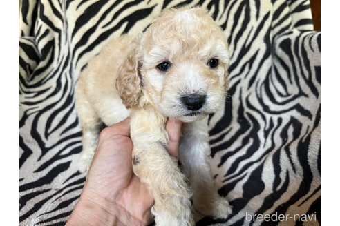 成約済の茨城県のコッカプー:アメリカンコッカースパニエル×トイプードル-312505の4枚目
