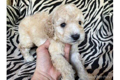 成約済の茨城県のコッカプー:アメリカンコッカースパニエル×トイプードル-312505の6枚目