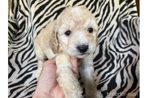 成約済の茨城県のコッカプー:アメリカンコッカースパニエル×トイプードル-312505の7枚目