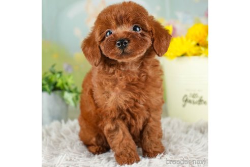 成約済の千葉県のトイプードル-312510