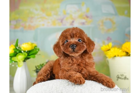 成約済の千葉県のトイプードル-312510の2枚目