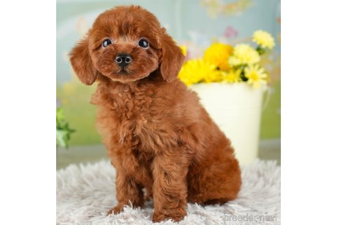 成約済の千葉県のトイプードル-312510の3枚目