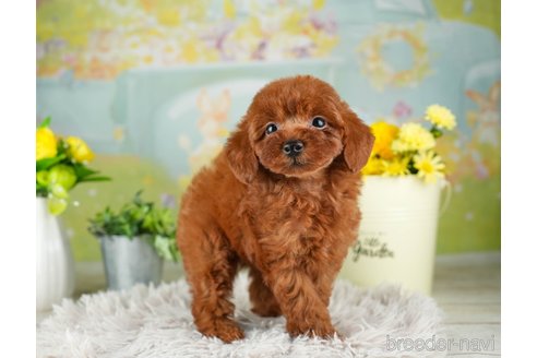 成約済の千葉県のトイプードル-312510の4枚目