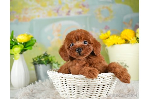 成約済の千葉県のトイプードル-312510の5枚目