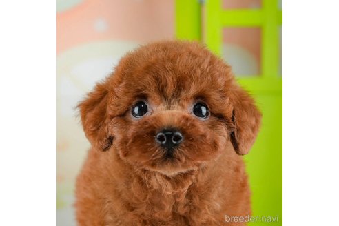 成約済の千葉県のトイプードル-312511