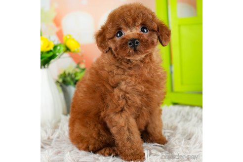 成約済の千葉県のトイプードル-312511の3枚目