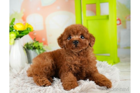 成約済の千葉県のトイプードル-312511の4枚目