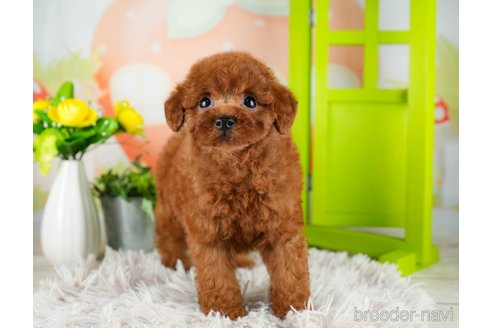 成約済の千葉県のトイプードル-312511の5枚目