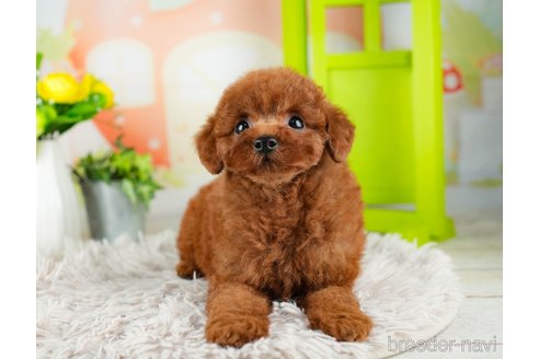 成約済の千葉県のトイプードル-312511の2枚目