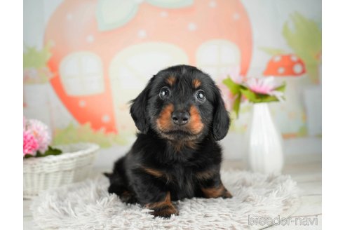 成約済の千葉県のカニンヘンダックスフンド(ロングヘアード)-312514の5枚目