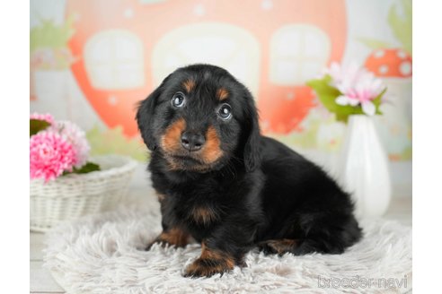 成約済の千葉県のカニンヘンダックスフンド(ロングヘアード)-312514の2枚目